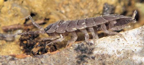 Porcellio incanus