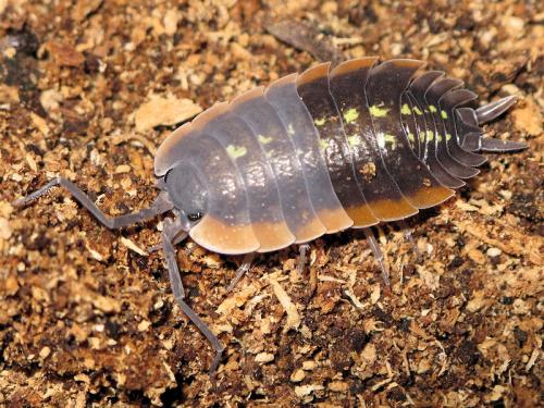 Porcellio duboscqui