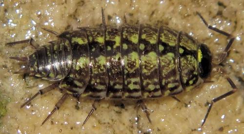 Philoscia muscorum