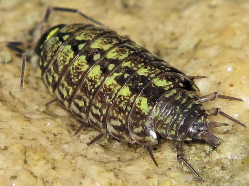 Philoscia muscorum
