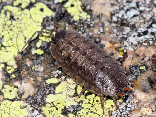 Porcellio monticola