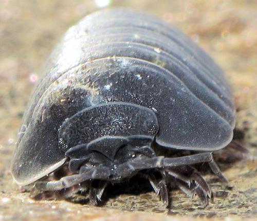 Armadillidium depressum