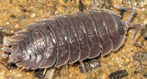 Porcellio incanus