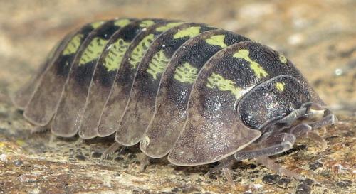 Armadillidium depressum