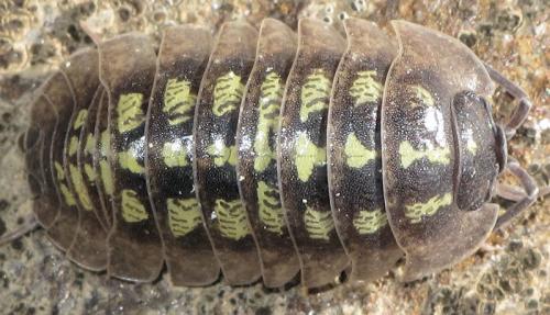 Armadillidium depressum