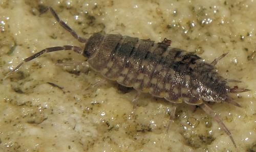Réf. 65 357 : Orthometopon planum
