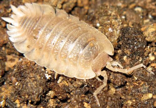 Porcellio dilatatus