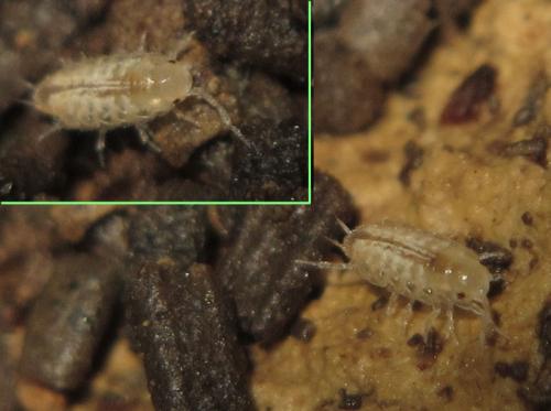 Chaetophiloscia cellaria