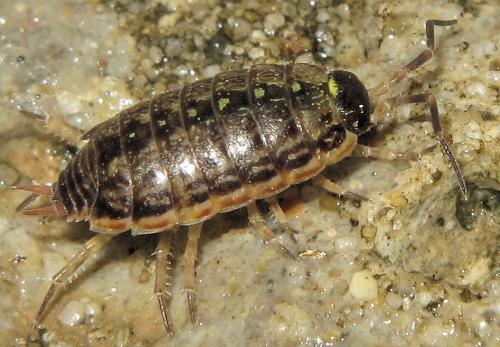Philoscia muscorum