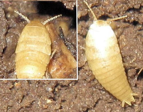 Atelura formicaria