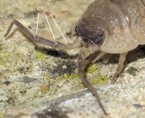 Réf. 65 362 : Porcellio orarum