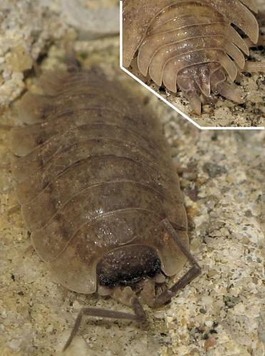 Réf. 65 358 : Porcellio orarum