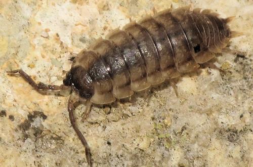 Réf. 65 388 : Porcellio orarum