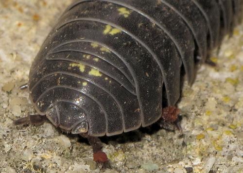 Réf. 65 395 : Armadillidium vulgare