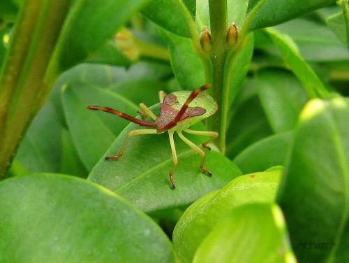 Gonocerus acuteangulatus