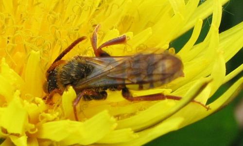 Nomada sp.