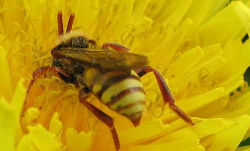 Nomada sp.