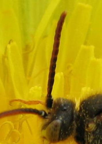 Nomada sp.