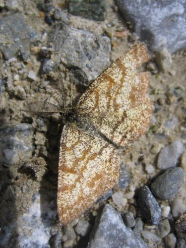 Ematurga atomaria