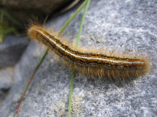 Malacosoma sp.