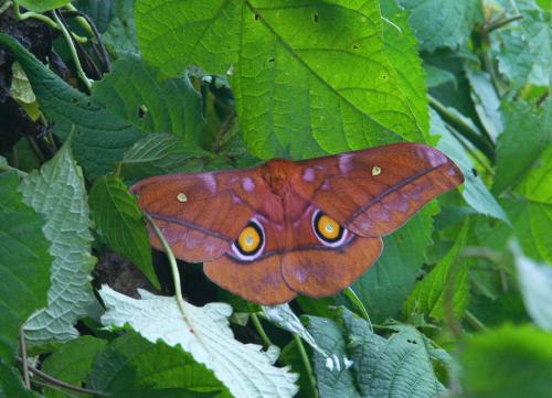 Nudaurelia anthinoides