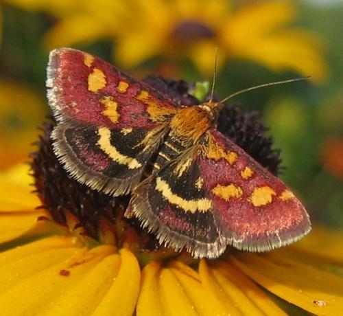 Réf. 65 394 : Pyrausta purpuralis
