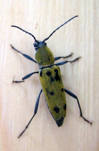 Chlorophorus glabromaculatus