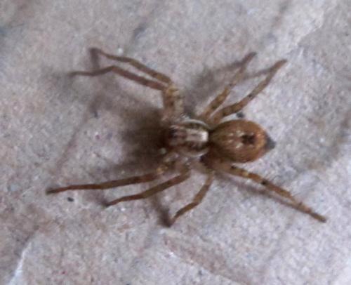 Anyphaena accentuata