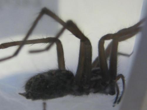 Eratigena atrica