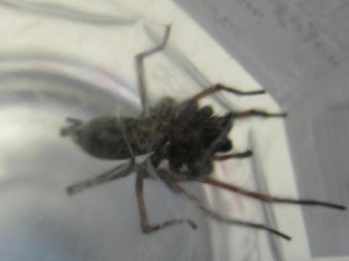 Eratigena atrica