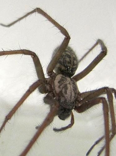 Eratigena atrica