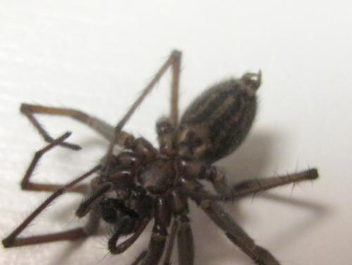 Eratigena atrica