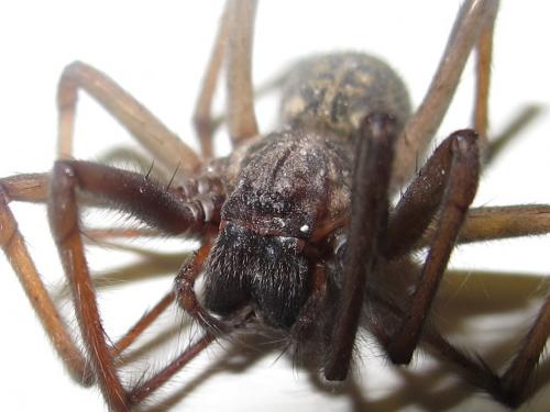 Eratigena atrica