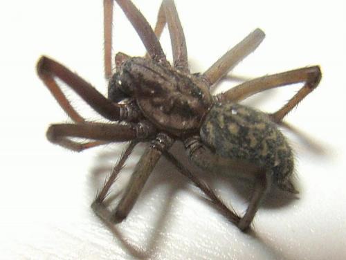 Eratigena atrica