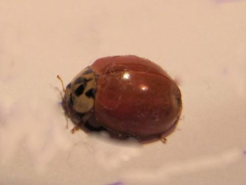 Harmonia axyridis