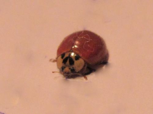 Harmonia axyridis