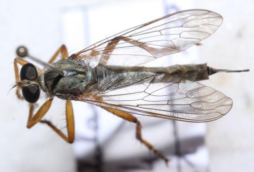 Aneomochtherus flavicornis