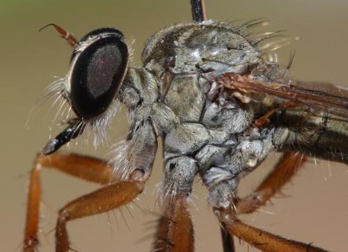 Aneomochtherus flavicornis