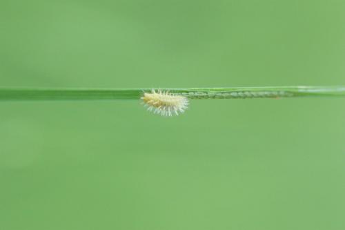 Réf. 65 485 : Subcoccinella vigintiquatuorpunctata