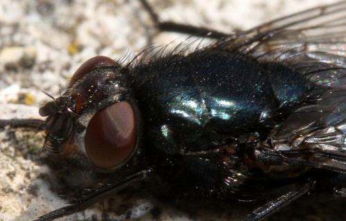 Réf. 65 047 : Protophormia terraenovae