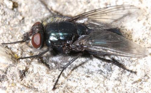 Protophormia terraenovae