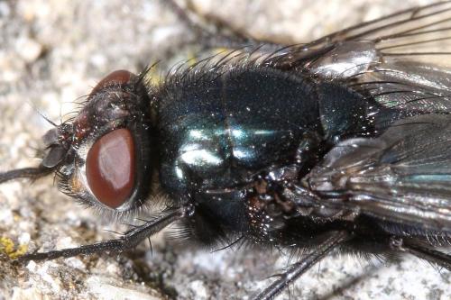Protophormia terraenovae