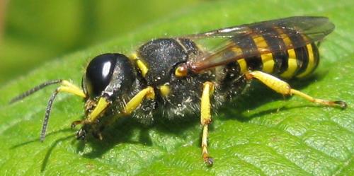 Ectemnius sexcinctus