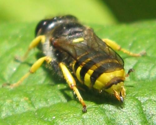Ectemnius sexcinctus