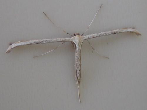 Emmelina monodactyla