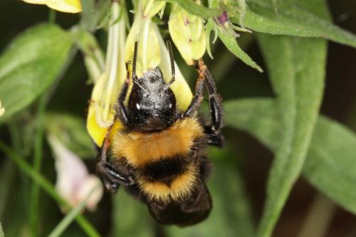Réf. 65 673 : Bombus campestris