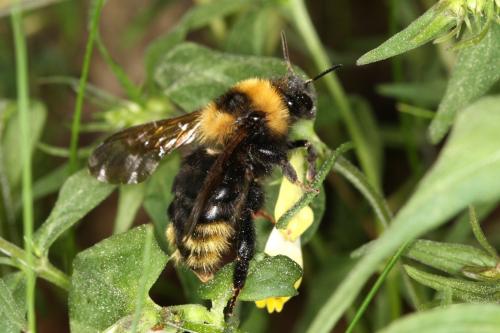 Réf. 65 674 : Bombus campestris