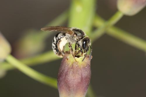 Lasioglossum prasinum