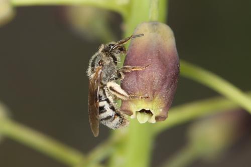 Lasioglossum prasinum