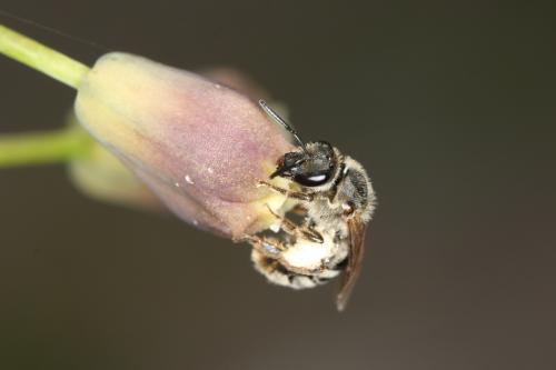 Réf. 65 677 : Lasioglossum prasinum